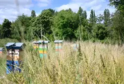 Un poulailler au sein de l'Abbaye Royale de l'Épau