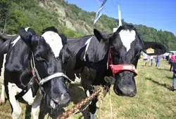 Comice Saint-Léonard-des-Bois 2022 - Vaches