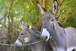 Comice Saint-Léonard-des-Bois 2022 - ânes 