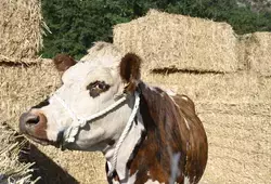 Comice Saint-Léonard-des-Bois 2022 - vache