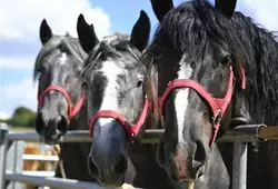 Comice Villaines-sous-Lucé 2022 - chevaux