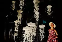 Damien Skoracki et ses méduses