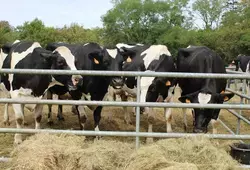 Comice de Mamers 2022 - Vaches 