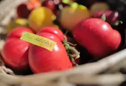 Comice de Parennes 2022 - Variétés des tomates