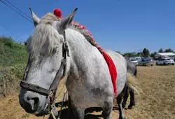 Comice de Parennes 2022 - Un cheval