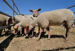 Comice de Parennes 2022 - Moutons