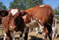 Comice de Parennes 2022 - Vaches