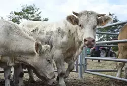 Aubigné Racan, Comice agricole 2022