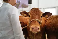 La race limousine au premier rang à la Foire du Mans 