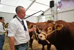 La race limousine au premier rang à la Foire du Mans 