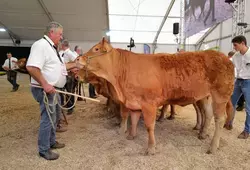 La race limousine au premier rang à la Foire du Mans 