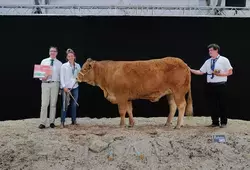 La race limousine au premier rang à la Foire du Mans 