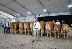 La race limousine au premier rang à la Foire du Mans 