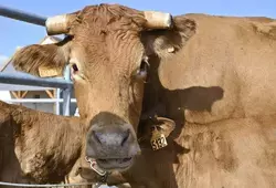Comice Agricole à Courgenard
