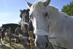 Comice Agricole à Courgenard