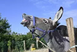 Comice Agricole à Courgenard