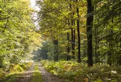 Bercé, forêt d'exception