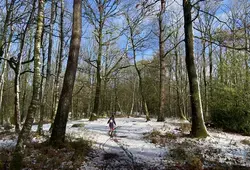 Forêt de Sillé sous la neige