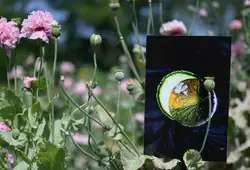 Saison photographique de l'abbaye royale de l'Épau