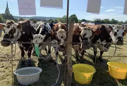 Comice agricole à Saint-Ulphace