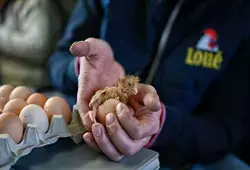 Salon International de l'Agriculture 2024