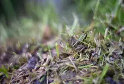  forêt de Bercé en images