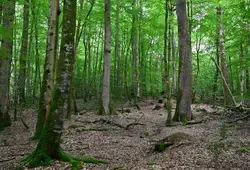  forêt de Bercé en images