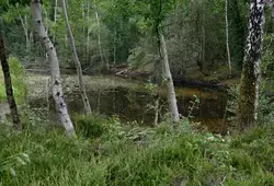 ens 