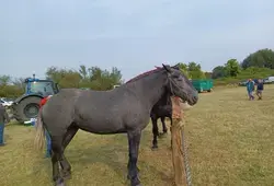 Comice de brûlon