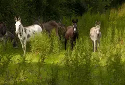 La Sarthe côté Nature