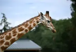 Zoo