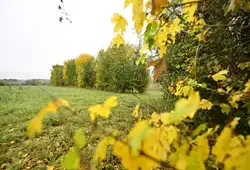Le Département contribue à la reconstruction du bocage sarthois