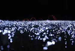 Le Voyage lumineux et sonore officiellement inauguré : retour en images