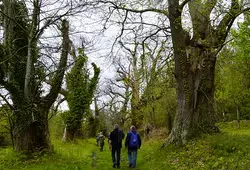 Randonnée et démonstration de greffe au site des Guillaumeries à Lavernat 
