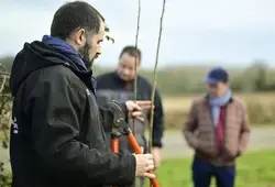 Taille de haie bocagère en Sarthe