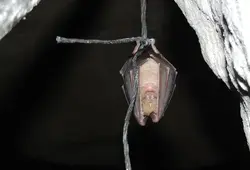 Venez découvrir les chauves-souris lors d'une animation gratuite !