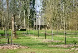 Greffe du verger conservatoire de l'Epau