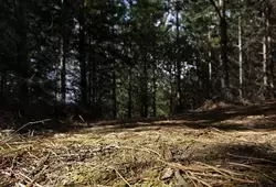 Un nouvel Espace Naturel Sensible à Brette-les-Pins