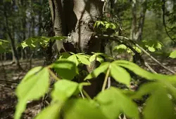 Un nouvel Espace Naturel Sensible à Brette-les-Pins