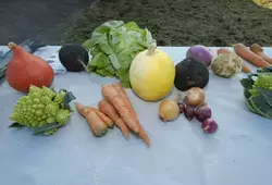 Pôle d’excellence et d’innovation en agriculture métropolitaine