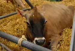 Maîtresse est une jersiaise de l’Earl de la Fromentinière à Fatines