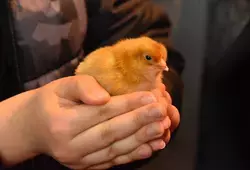 Les poussins de Loué ont du succès