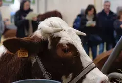 Les agriculteurs sarthois au Salon International de l'Agriculture