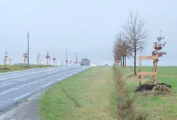 Image d'illustration 10 000 arbres pour demain