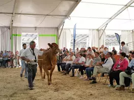 La race limousine au premier rang à la Foire du Mans 