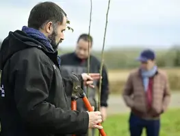 Taille de haie bocagère en Sarthe