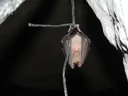 Venez découvrir les chauves-souris lors d'une animation gratuite !