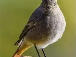 Le Guide des rendez-vous nature 2019 est arrivé