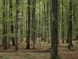 La forêt de Vibraye