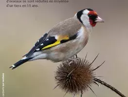 Où sont passés les oiseaux de nos régions?